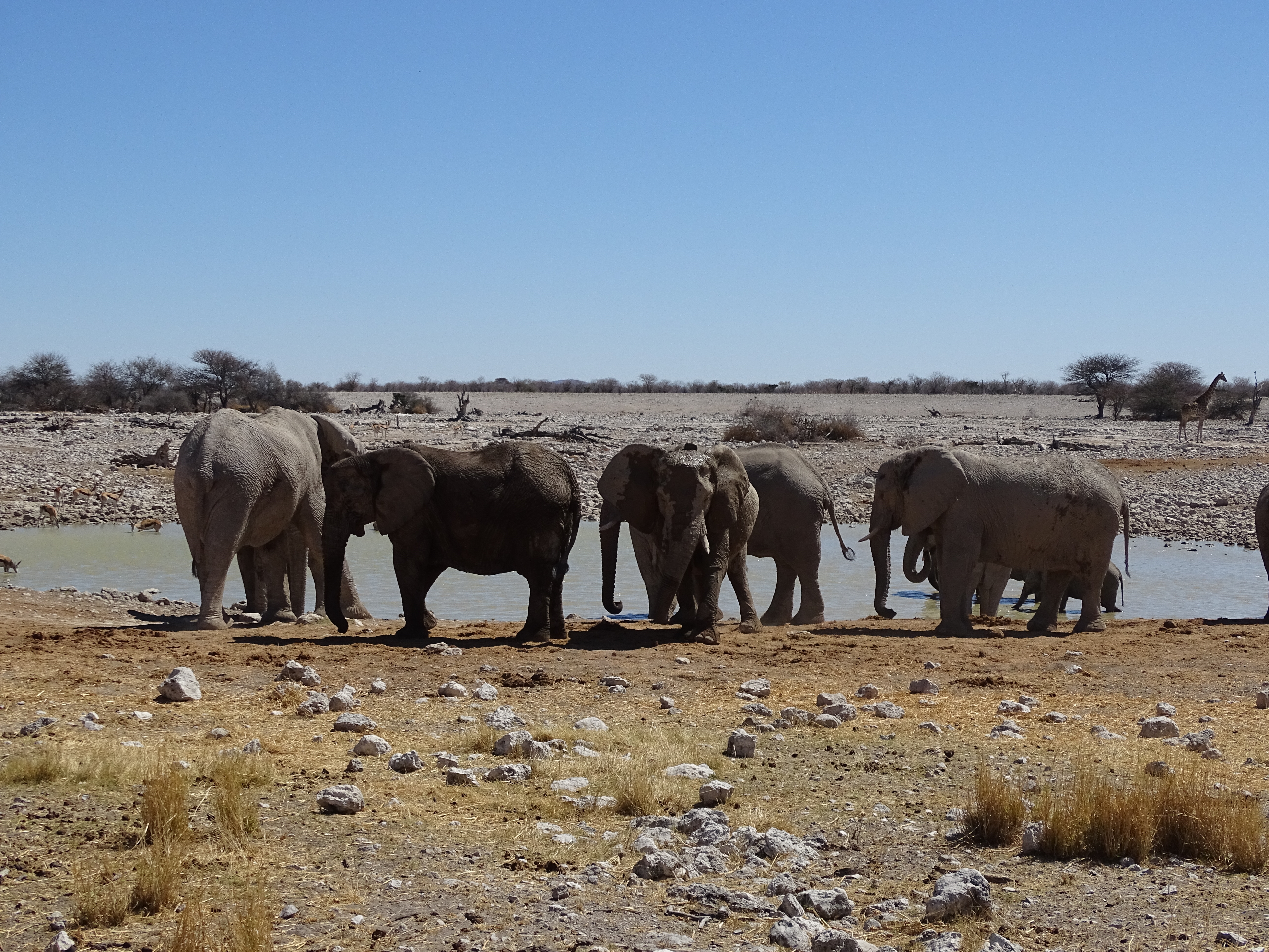 Etosha, un parco...economico!