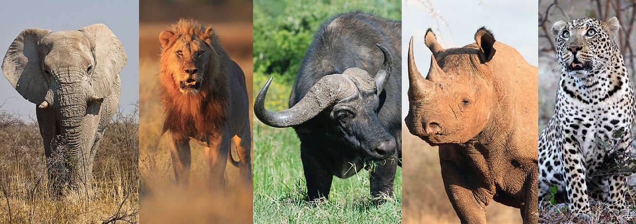 Big 5 in Namibia? Certo, ma...