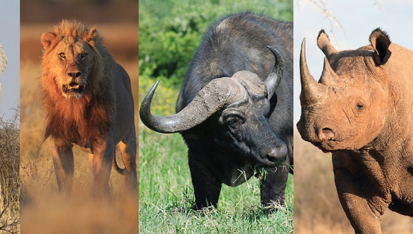 Big 5 in Namibia? Certo, ma...