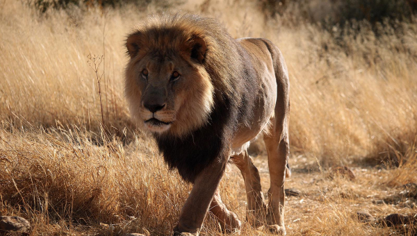Cosa vedere in Namibia