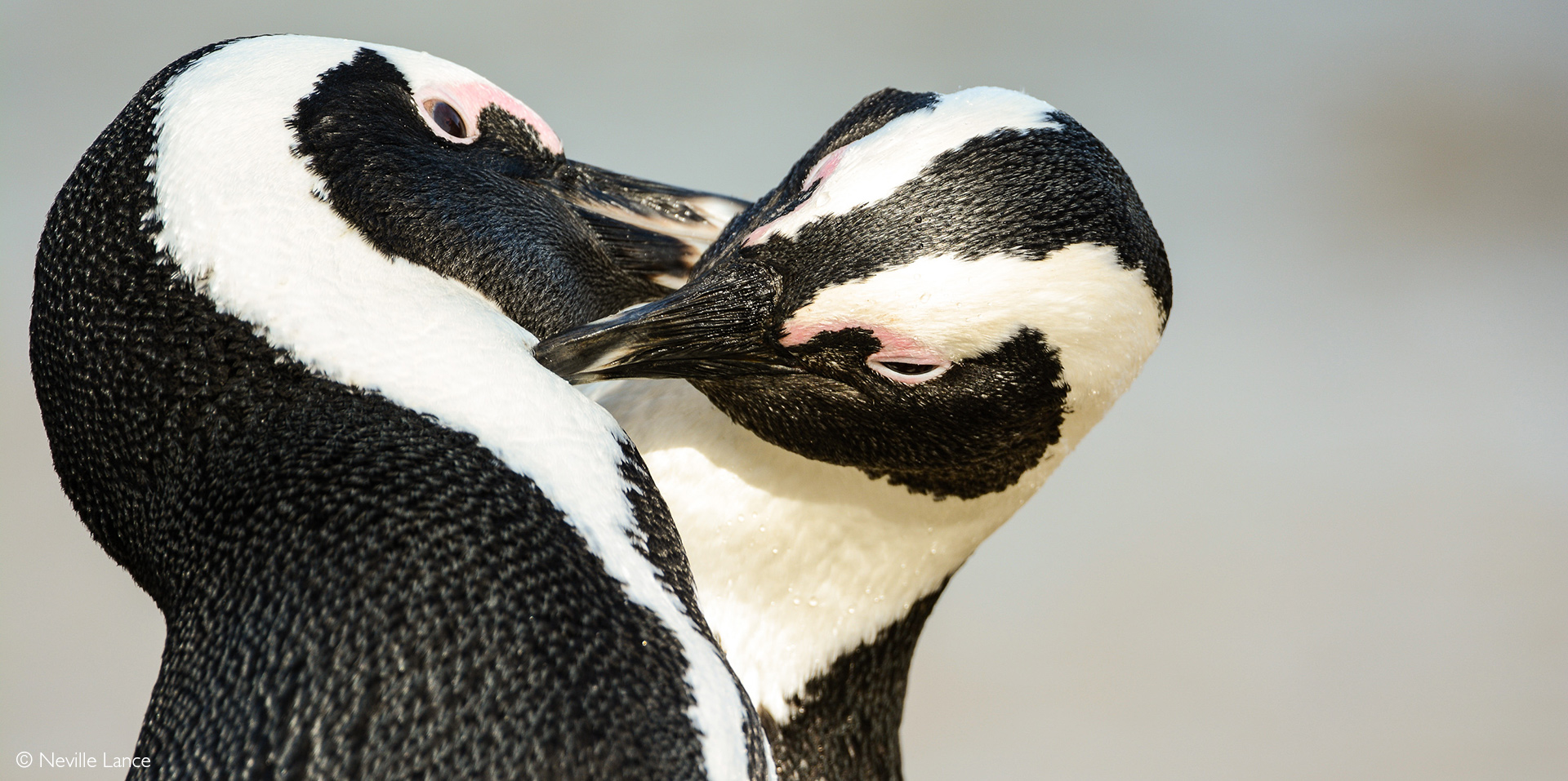 Pinguini africani...