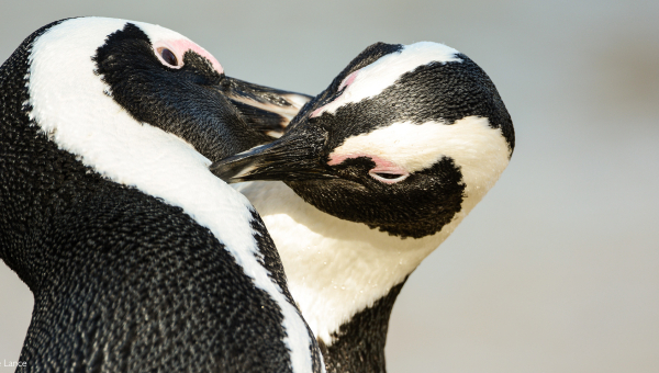Pinguini africani...