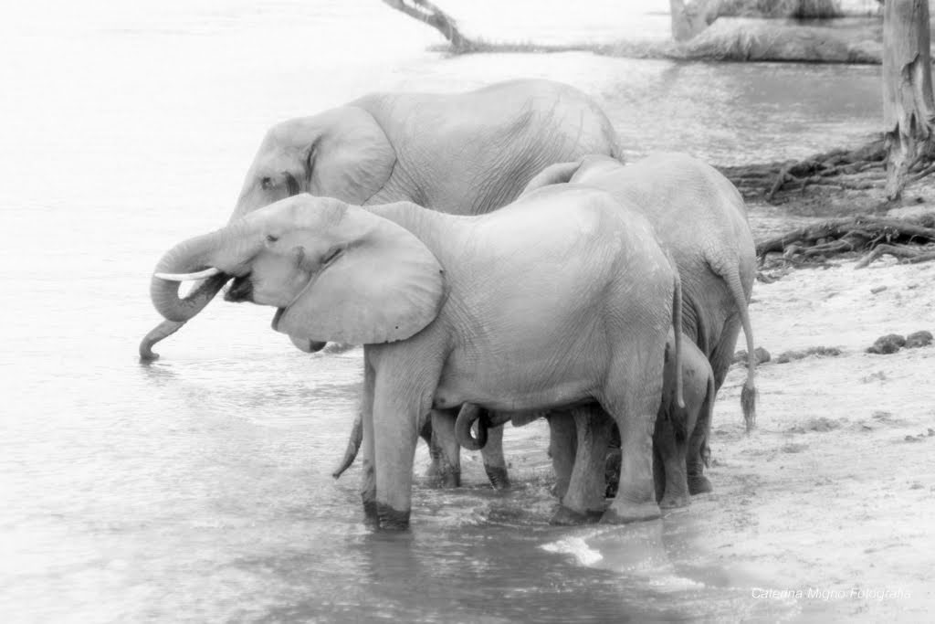 Quando andare in Botswana?