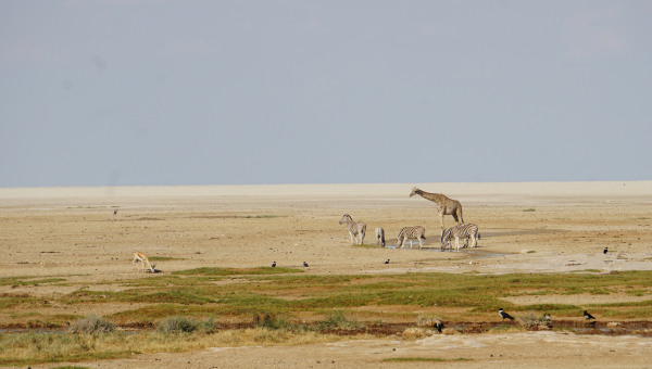 Dal letto asciutto dei fiumi ‘effimeri’ al cuore del deserto del Kalahari, i namibiani contano i millimetri di pioggia
