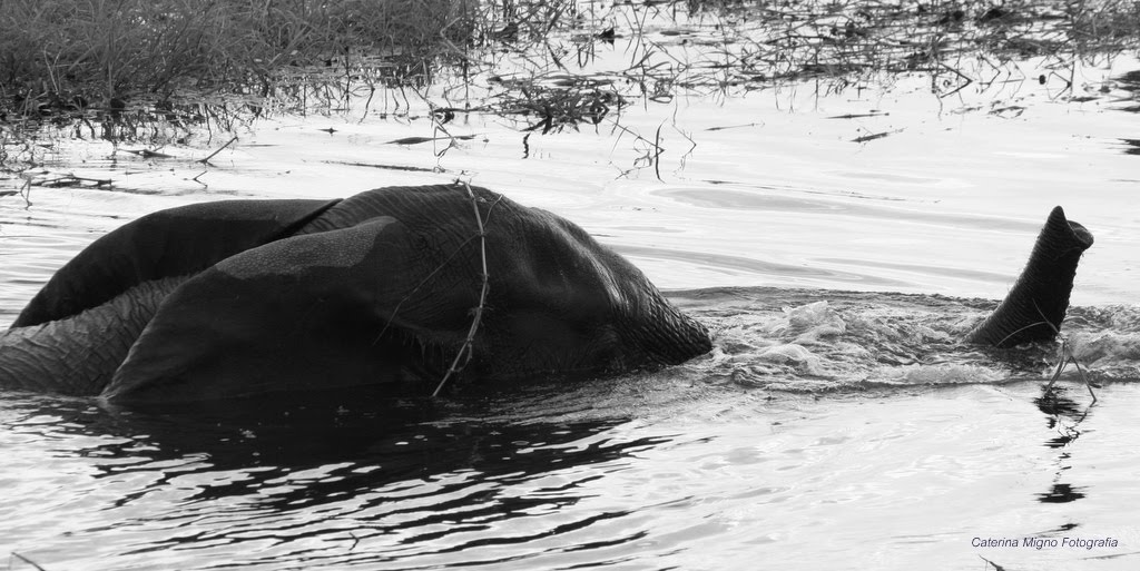 BOTSWANA CLASSICO