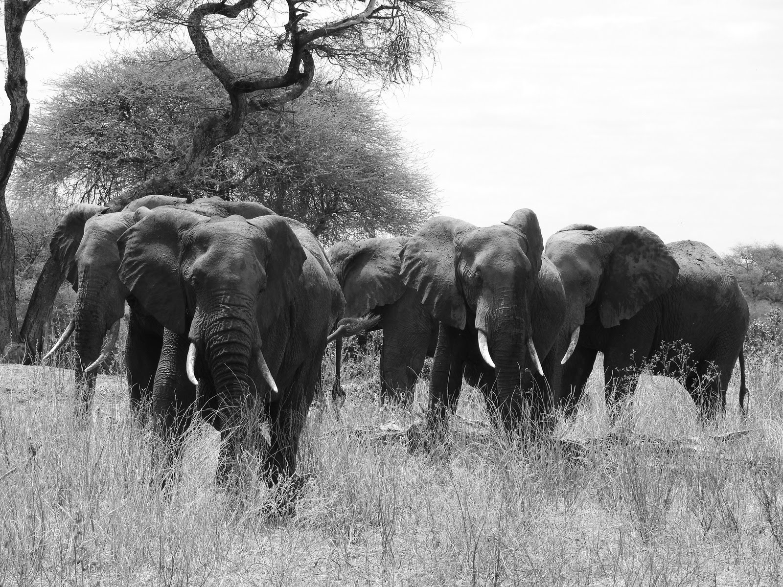 Tanzania con Cate Novembre 2026