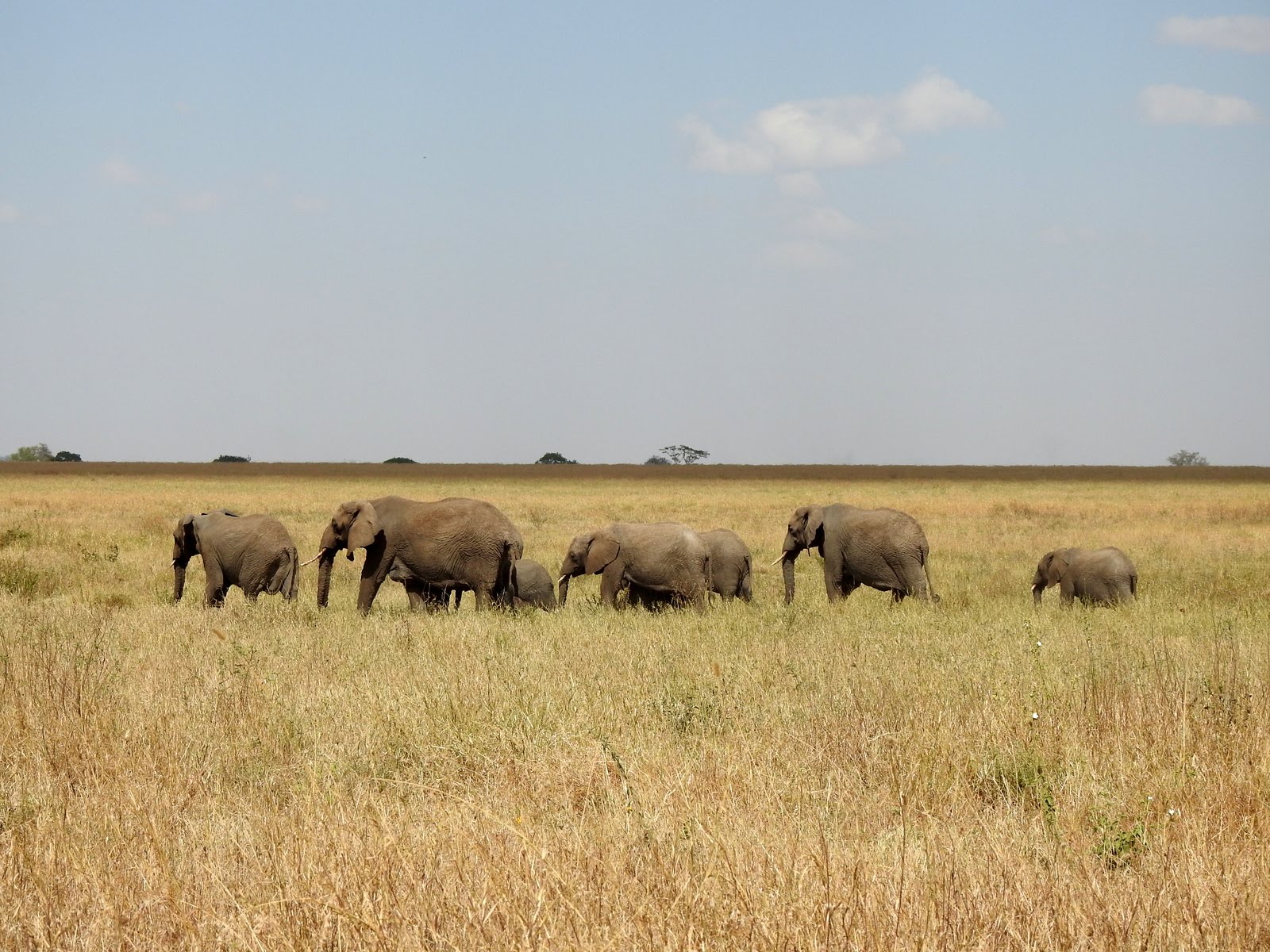 Meraviglie della Tanzania Speciale Mara River Crossing