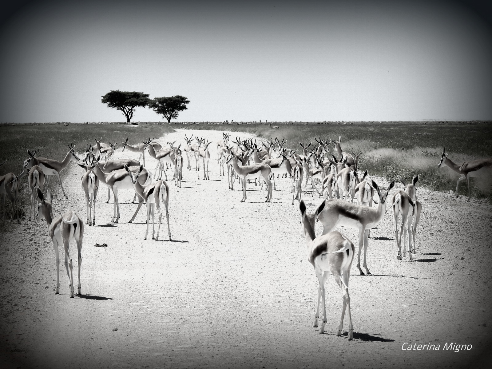 Namibia con Cate e accompagnatore dall'Italia, Silvia Sala 