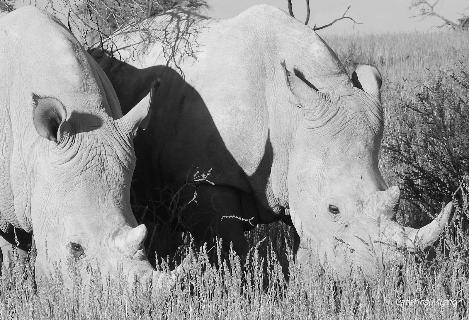 Gli animali della Namibia..archetipi.