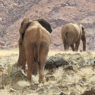 Damaraland 2