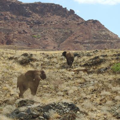 Damaraland