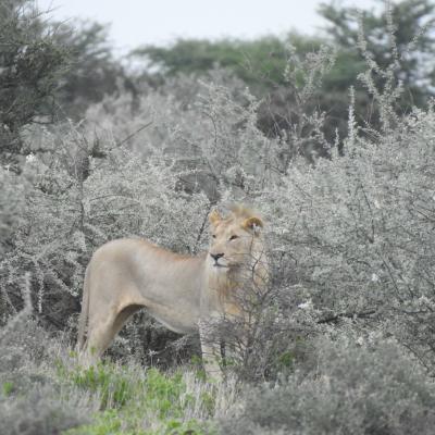 Etosha Leone
