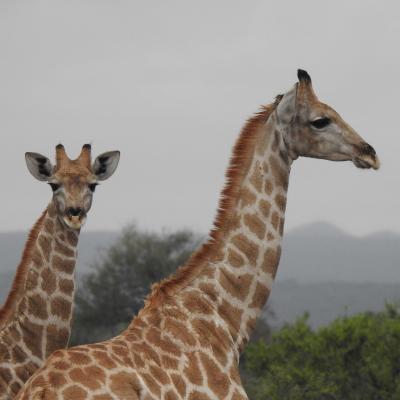 Giraffe