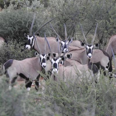 Orici
